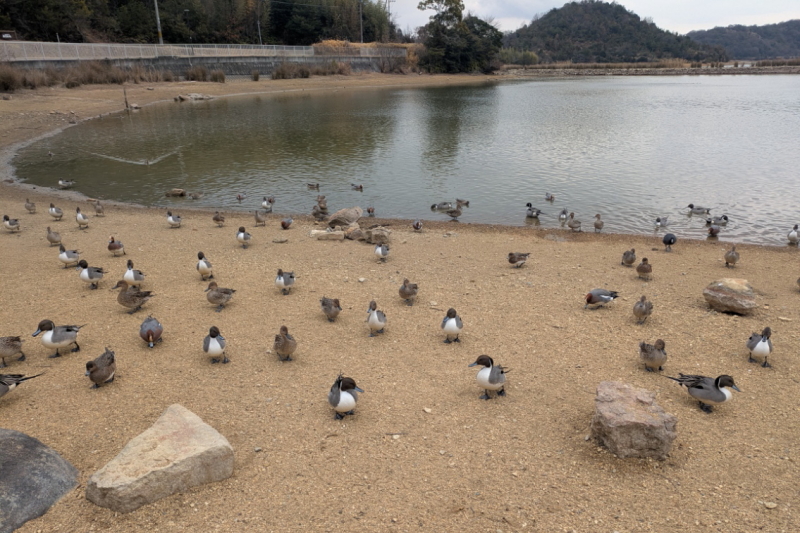 平荘湖の鴨