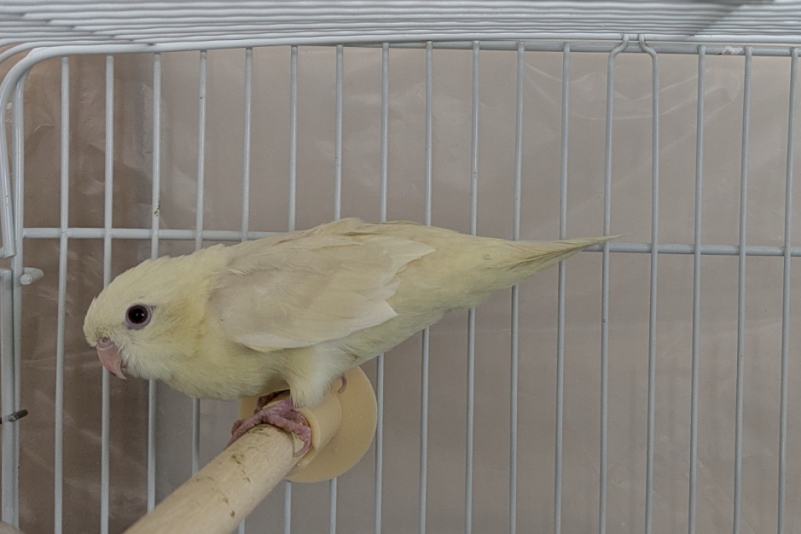 サザナミインコ
クリームイノ