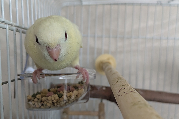 サザナミインコ
エサ入れ