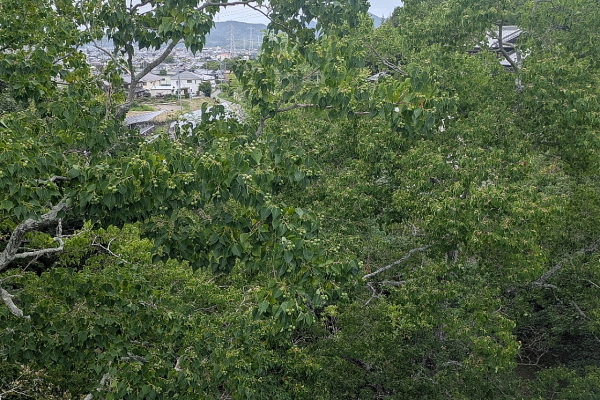 兵庫県加古川市 平荘湖
