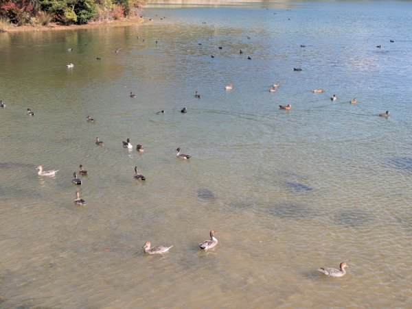 兵庫県加古川市 平荘湖