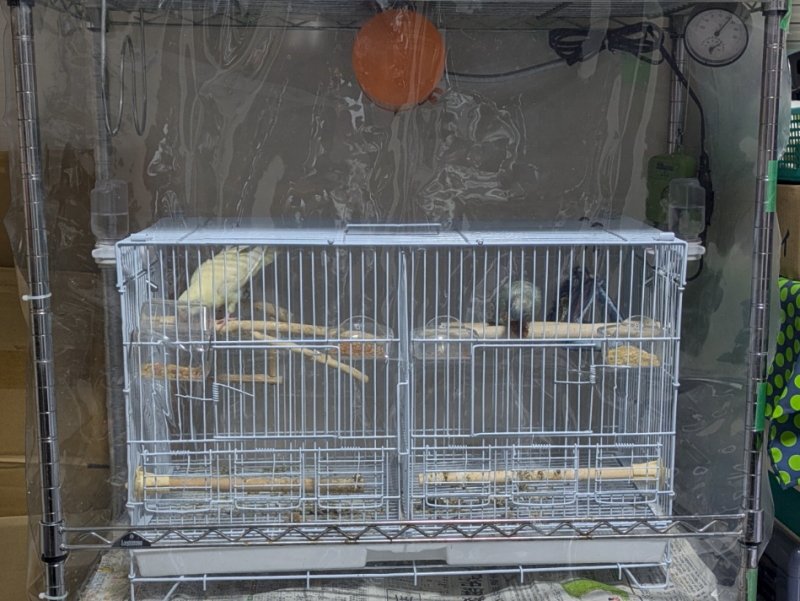 サザナミインコ
保温